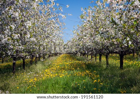 Apple orchard, spring