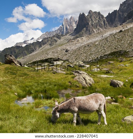 Donkey grazing in Plan Aiguille, Chamonix-Mont-Blanc, France.