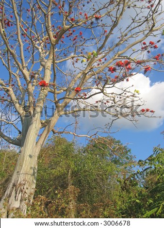 Rare indonesian tree with red flowers - Labuan Bajo - Flores - Indonesia.