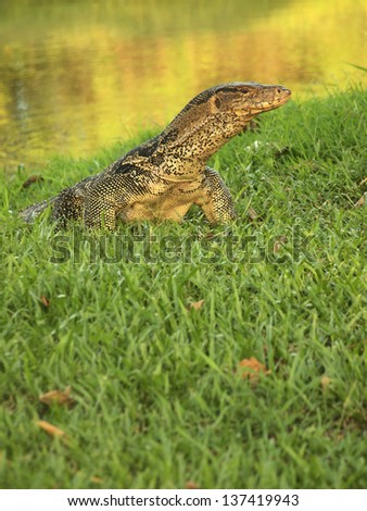 The Water monitor, (Var anus Salvador) the large species of monitor lizard