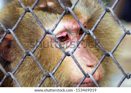 Sad Monkey in a cage