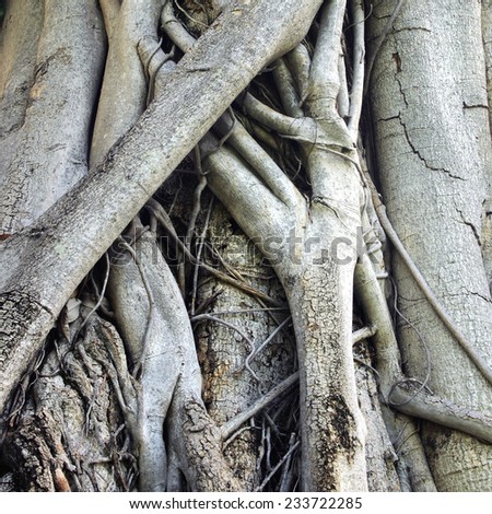 Closeup of banyan tree trunk roots with carvings