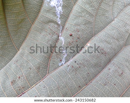 texture tree leaf fall in autumn on white background