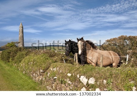 two Irish horses and ancient round tower in the beautiful Ardmore countryside of county Waterford Ireland