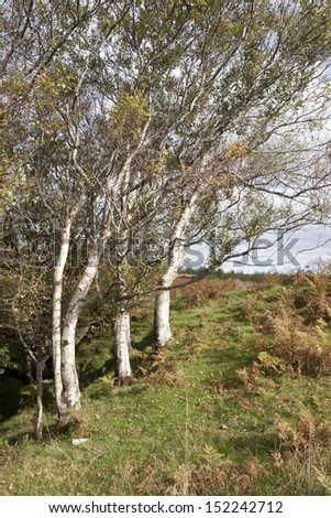 three winswept trees in the county Donegal countryside of Ireland