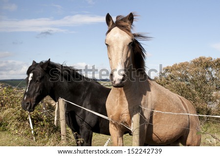 two Irish horses in the beautiful Ardmore countryside of county Waterford Ireland