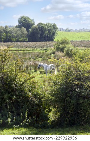 lone horse feeding within the beautiful county Longford countryside Ireland