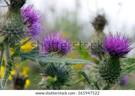 wild Irish thistle growing in the countryside fields