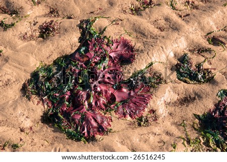 red seaweed on a sandy beach in ireland