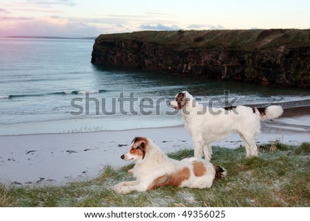 two dogs on the snowy clifftop viewing the sunset in ballybunion county kerry ireland