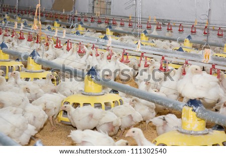 Poultry farm. Hen-layer
