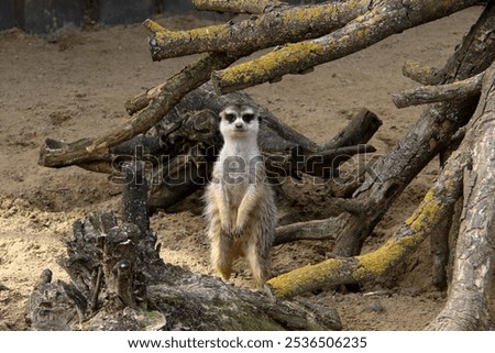 Similar – Image, Stock Photo Meerkat