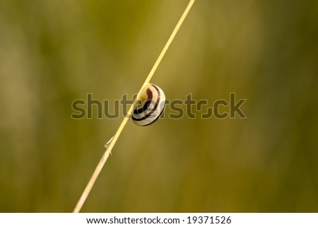 This is a snail on a blade of grass.