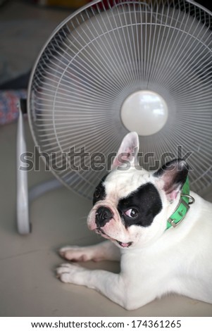 Hot dog,French bull dog in front of electric fan