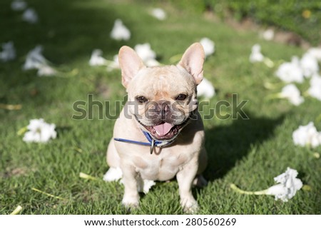 Little French bulldog sit and smile
