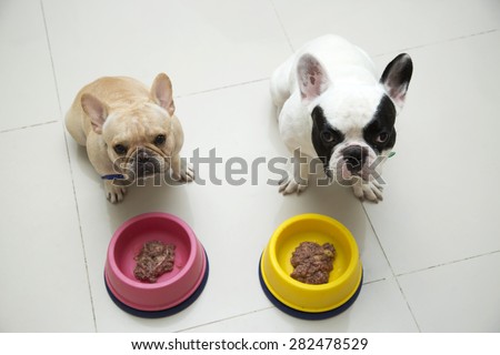 Two French bulldogs waiting for command to eat