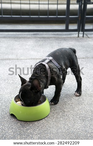 French bulldog puppy eating food