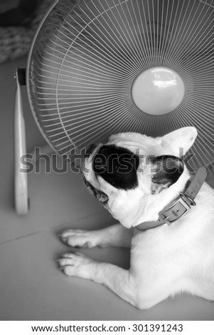 Hot dog,French bull dog in front of electric fan