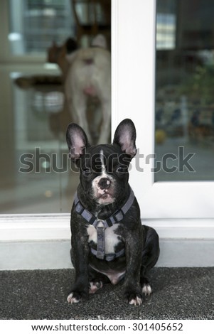 Little French bulldog sit and waiting at door