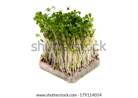 Broccoli Sprouts-Brassica oleracea, This image is available for clipping work.