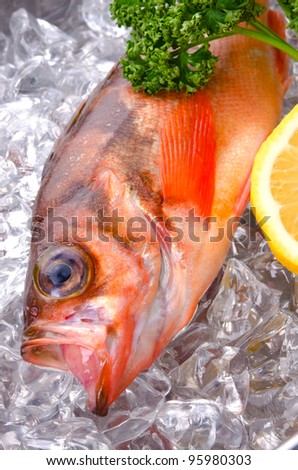 Cooking ingredient series    goldeye rockfish. for adv etc. of restaurant,grocery,and others.