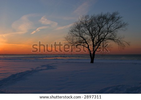 Winter sunset with silhouette of leaf-less tree