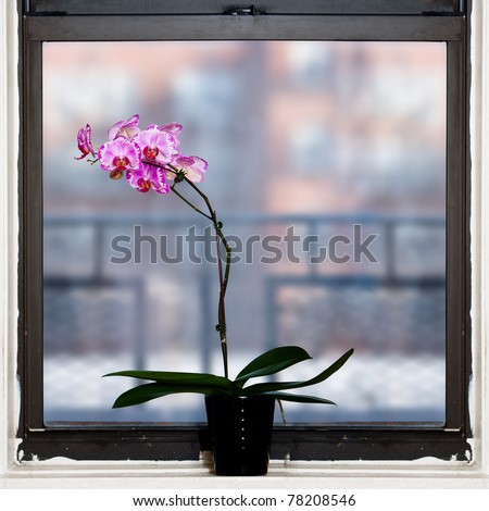 Beautiful Orchid Phalaenopsis plant by square window.