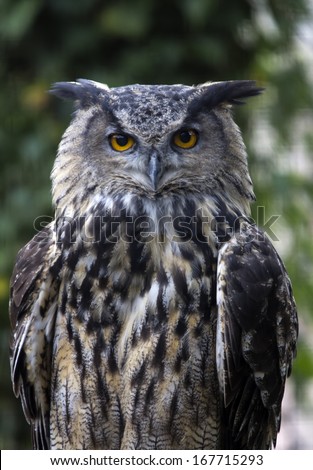 Eurasian Eagle Owl, closeup, perching, looking at camera