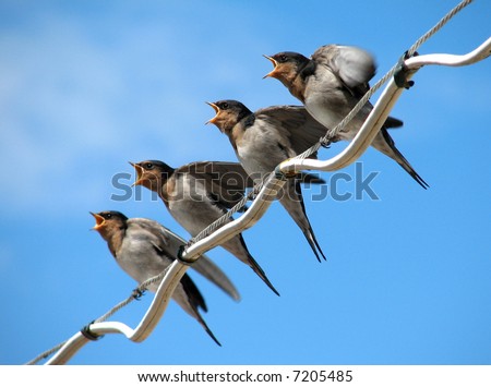 Very noisy baby Welcome Swallows waiting for mum coming back with food. Selective focus