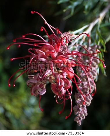 A beautiful Grevillea, native plant of Australia