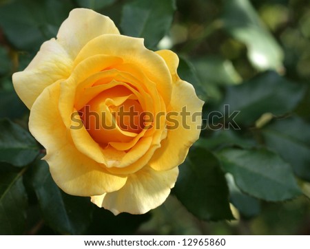 Beautiful Gold Rose   \'Gold Bunny\'