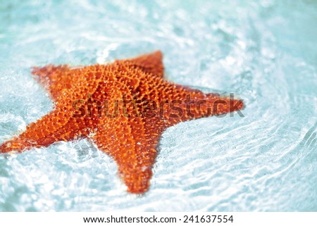 Beautiful colorful bright yellow starfish in clean ocean blue water