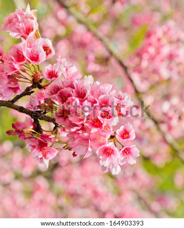 Beautiful pink cherry  blossom