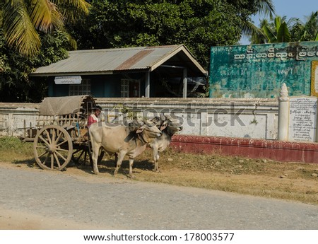 MANDALAY, - MYANMAR - DECEMBER 20: A traditional bullock cart with two bullocks for tourist to visit Mingun on December 20, 2013 in Mandalay, Myanmar.