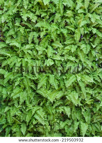 Similar – Image, Stock Photo Fern on the wall of a Scottish abbey.