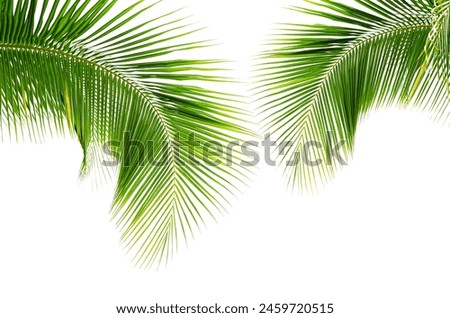 Similar – Image, Stock Photo palm fronds Palm tree