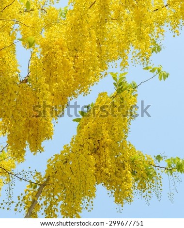 Yellow flower of Cassia fistula or golden shower tree in blue sky, national tree of Thailand