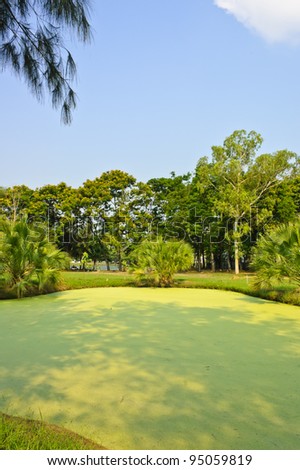 Duckweed covered pond in park