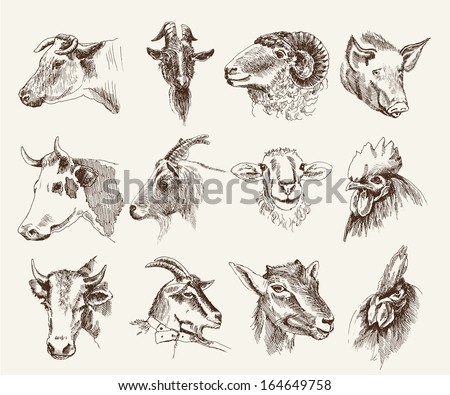 head of farm animals. set vector sketches