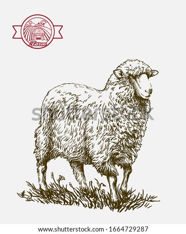 sketch of sheep drawn by hand. animal husbandry