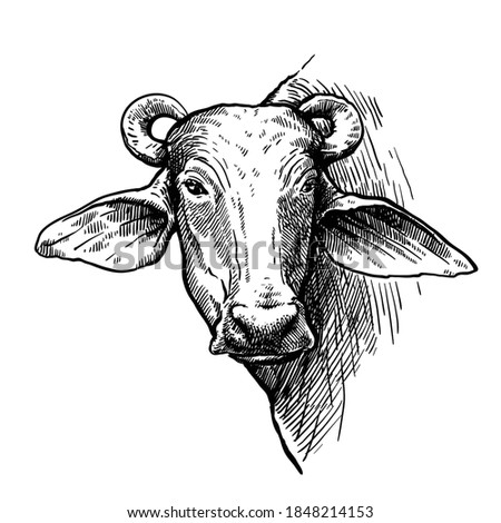 Breeding cattle. head of a water Buffalo. vector sketch on white background