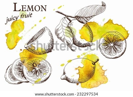 Hand drawn illustrations of beautiful yellow lemon fruits