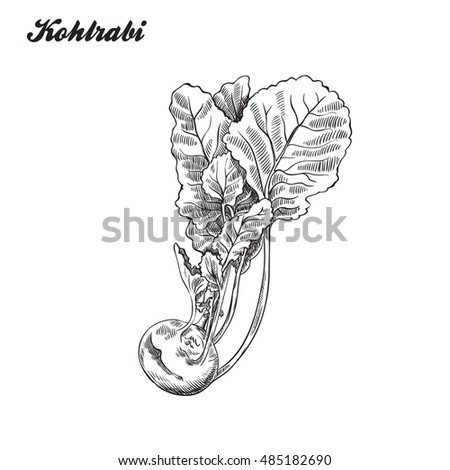 kohlrabi. harvesting. sketch made by hand.