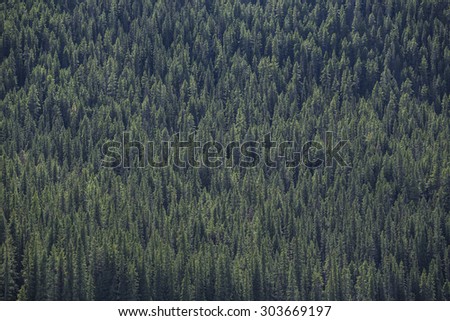Tall evergreen forest on a mountainside in the Canadian Rocky Mountains