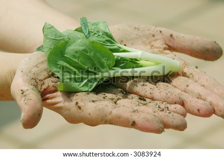 A farmers dirt caked hands holding out a green vegetable