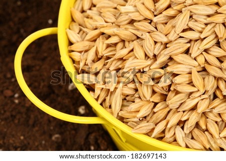 wheat sowing seed in metal bucket close up