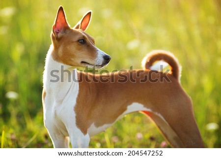 Short haired purebred hunting dog stares somewhere