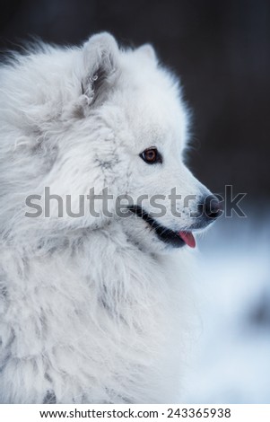 Close-up of a big white fluffy dog