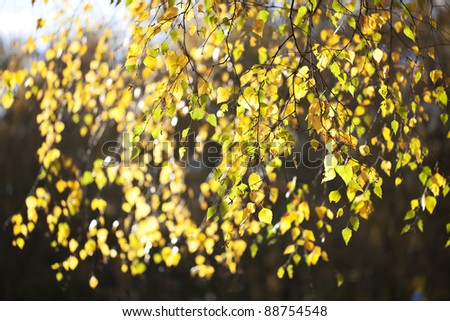Autumn leaves are bright yellow birch, hanging on the thin branches