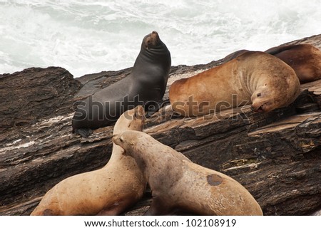 Sparring Steller Sea Lions